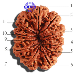 11 Mukhi Nepalese Rudraksha - Bead No. 287