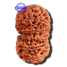 Load image into Gallery viewer, 11 Mukhi Nepalese Rudraksha - Bead No. 287
