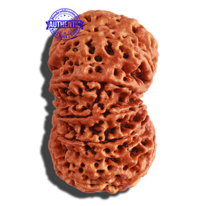 11 Mukhi Nepalese Rudraksha - Bead No. 287