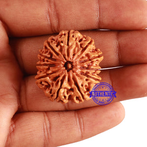 11 Mukhi Nepalese Rudraksha - Bead No. 288