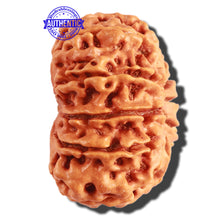 Load image into Gallery viewer, 11 Mukhi Nepalese Rudraksha - Bead No. 288
