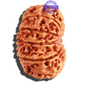 11 Mukhi Nepalese Rudraksha - Bead No. 288