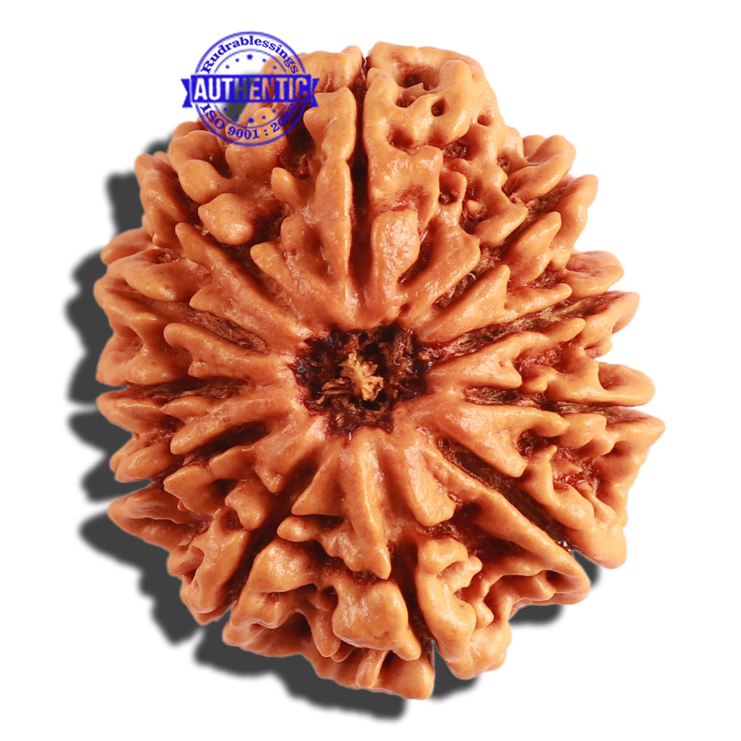 11 Mukhi Nepalese Rudraksha - Bead No. 289