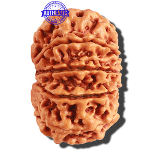 11 Mukhi Nepalese Rudraksha - Bead No. 289