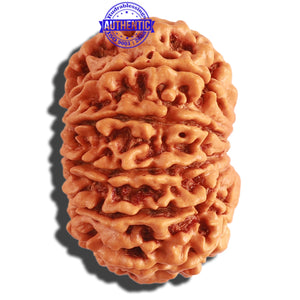 11 Mukhi Nepalese Rudraksha - Bead No. 289