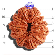 Load image into Gallery viewer, 11 Mukhi Nepalese Rudraksha - Bead No. 294
