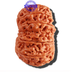 11 Mukhi Nepalese Rudraksha - Bead No. 294