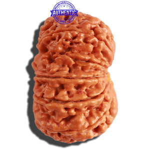 11 Mukhi Nepalese Rudraksha - Bead No. 294