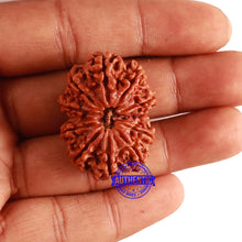 Load image into Gallery viewer, 11 Mukhi Nepalese Rudraksha - Bead No. 296
