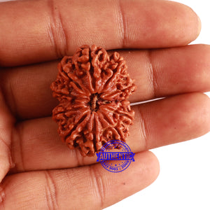 11 Mukhi Nepalese Rudraksha - Bead No. 296