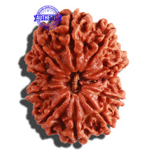 Load image into Gallery viewer, 11 Mukhi Nepalese Rudraksha - Bead No. 296
