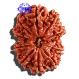 11 Mukhi Nepalese Rudraksha - Bead No. 296