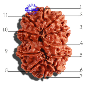 11 Mukhi Nepalese Rudraksha - Bead No. 296