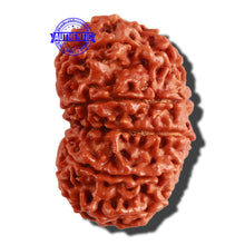 Load image into Gallery viewer, 11 Mukhi Nepalese Rudraksha - Bead No. 296
