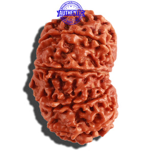 11 Mukhi Nepalese Rudraksha - Bead No. 296