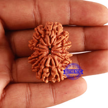 Load image into Gallery viewer, 11 Mukhi Nepalese Rudraksha - Bead No. 297
