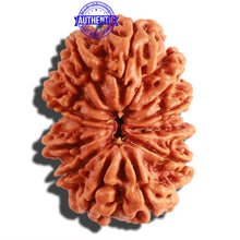 Load image into Gallery viewer, 11 Mukhi Nepalese Rudraksha - Bead No. 297
