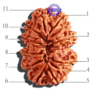 11 Mukhi Nepalese Rudraksha - Bead No. 297