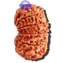 Load image into Gallery viewer, 11 Mukhi Nepalese Rudraksha - Bead No. 297
