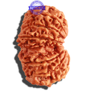 11 Mukhi Nepalese Rudraksha - Bead No. 297