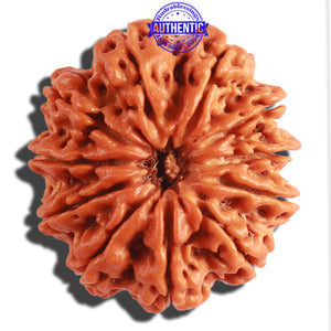 11 Mukhi Nepalese Rudraksha - Bead No. 298