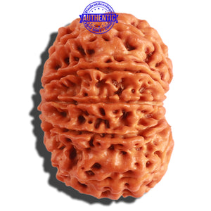 11 Mukhi Nepalese Rudraksha - Bead No. 298