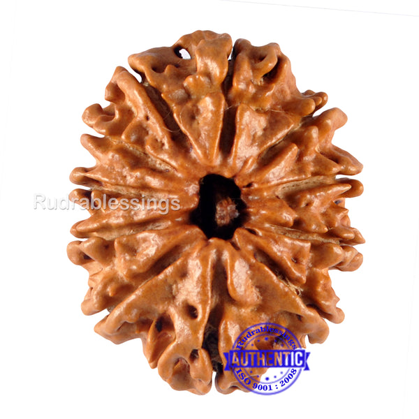 11 Mukhi Nepalese Rudraksha - Bead No. 111