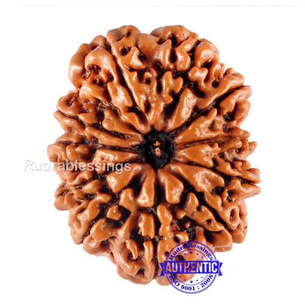 11 Mukhi Nepalese Rudraksha - Bead No. 112