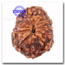 Load image into Gallery viewer, 11 Mukhi Indonesian Rudraksha - Bead No. 114
