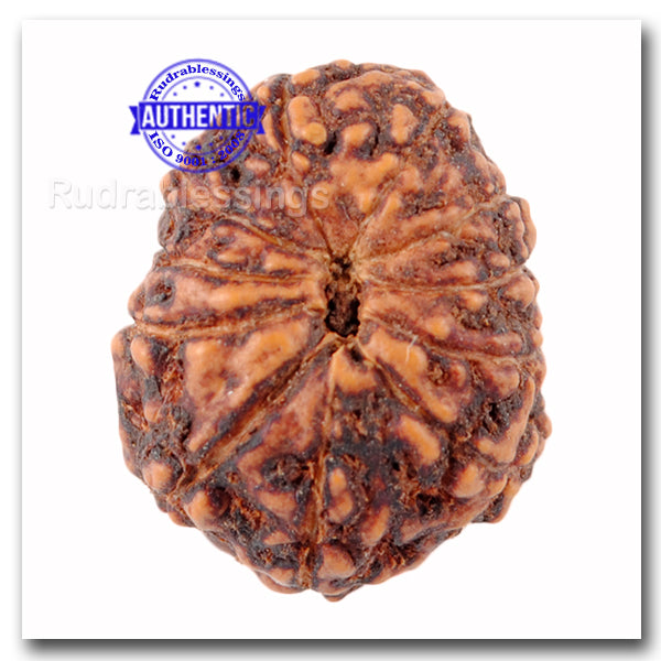 11 Mukhi Indonesian Rudraksha - Bead No. 114