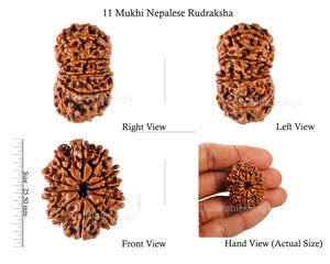 11 Mukhi Nepalese Rudraksha - Bead No. 121