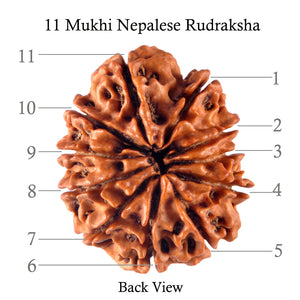 11 Mukhi Nepalese Rudraksha - Bead No. 121