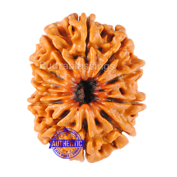 11 Mukhi Nepalese Rudraksha - Bead No. 59