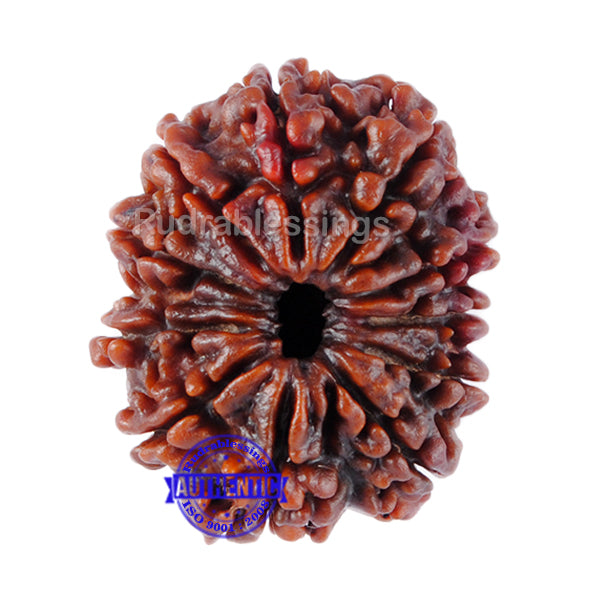 11 Mukhi Nepalese Rudraksha - Bead No. 60