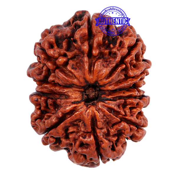 11 Mukhi Nepalese Rudraksha - Bead No. 141