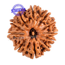 Load image into Gallery viewer, 11 Mukhi Nepalese Rudraksha - Bead No. 95
