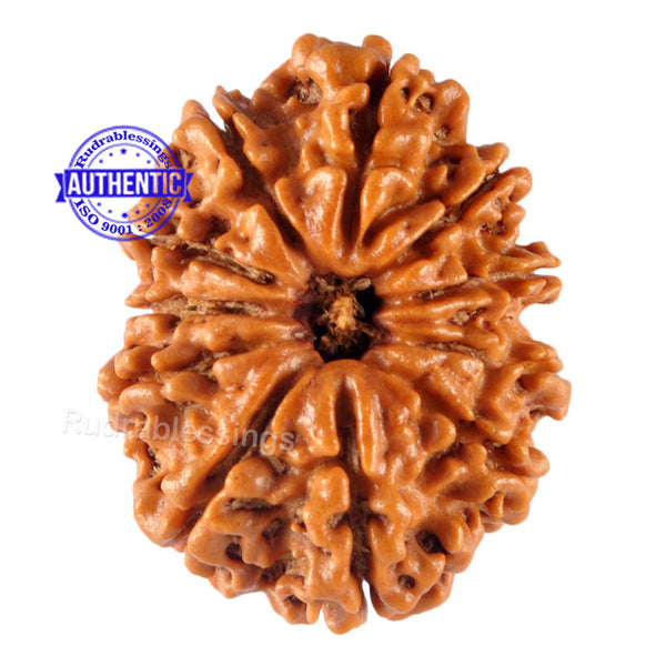 11 Mukhi Nepalese Rudraksha - Bead No. 114