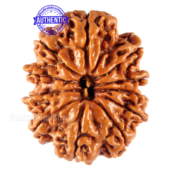 11 Mukhi Nepalese Rudraksha - Bead No. 115