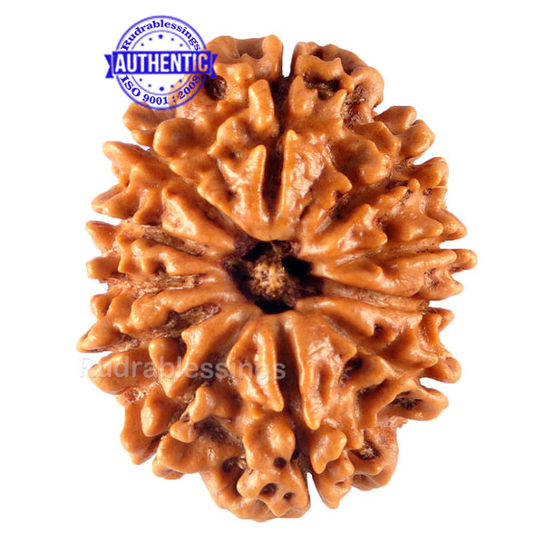 11 Mukhi Nepalese Rudraksha - Bead No. 122