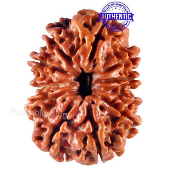 11 Mukhi Nepalese Rudraksha - Bead No. 130