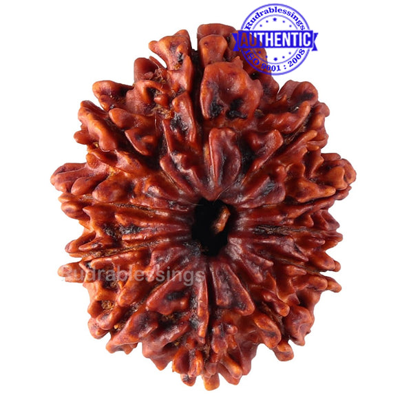 11 Mukhi Nepalese Rudraksha - Bead No. 141