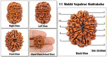 Load image into Gallery viewer, 11 Mukhi Nepalese Rudraksha - Bead No. 48
