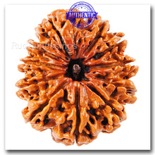 Load image into Gallery viewer, 11 Mukhi Nepalese Rudraksha - Bead No. 17
