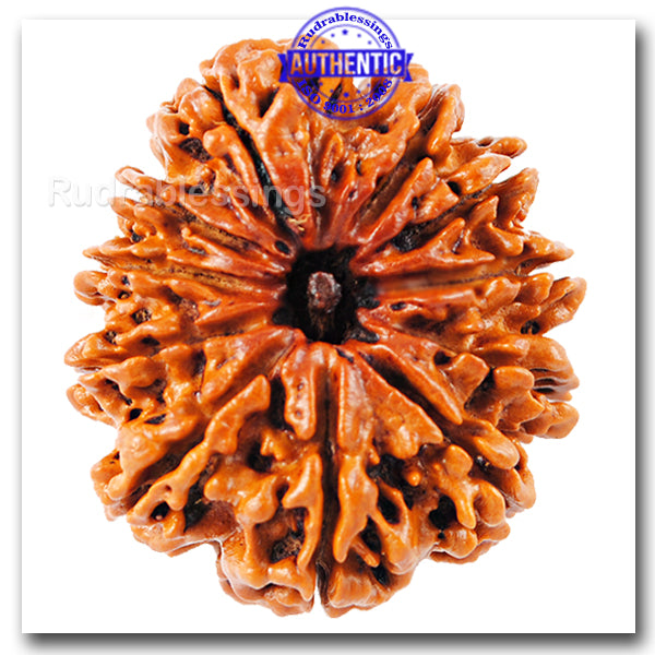 11 Mukhi Nepalese Rudraksha - Bead No. 17