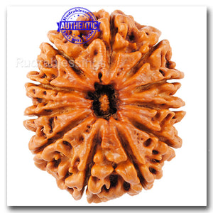 11 Mukhi Nepalese Rudraksha - Bead No. 3