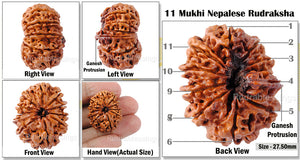 11 Mukhi Nepalese Ganesh Rudraksha - Bead No. 140