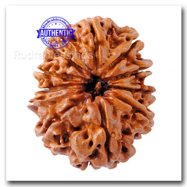 11 Mukhi Nepalese Ganesh Rudraksha - Bead No. 140