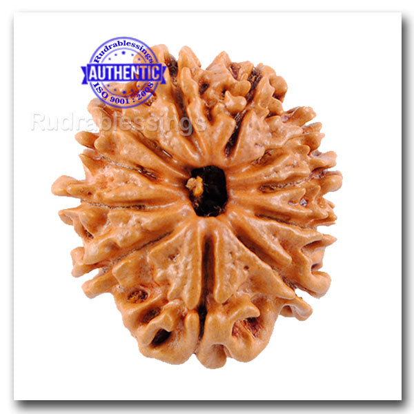 11 Mukhi Nepalese Rudraksha - Bead No. 36