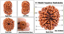 Load image into Gallery viewer, 11 Mukhi Nepalese Rudraksha - Bead No. 38
