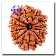 Load image into Gallery viewer, 11 Mukhi Nepalese Rudraksha - Bead No. 38
